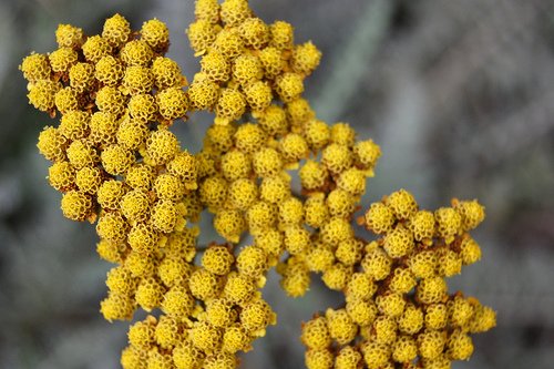 _gastrobertollini_curryfu_