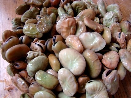 _gastrobertollini_bab2_